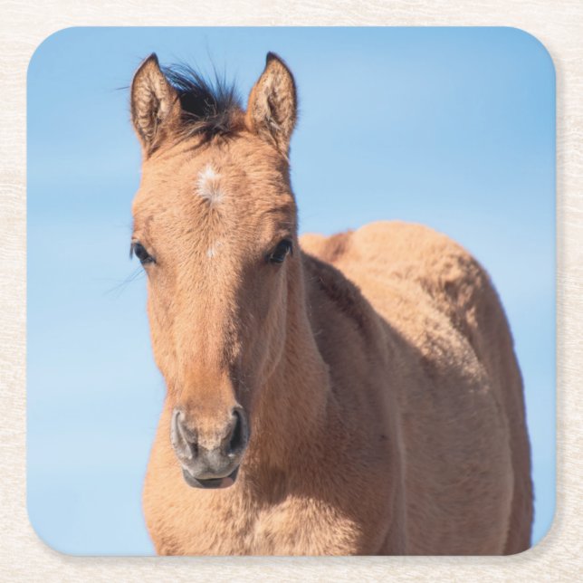 Posavasos Cuadrado De Papel Wild Mustang Foal (Anverso)