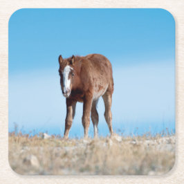 Posavasos Cuadrado De Papel Wild Mustang Foal