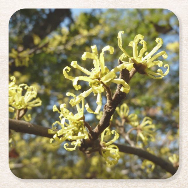 Posavasos Cuadrado De Papel Witch Hazel Flowers (Anverso)