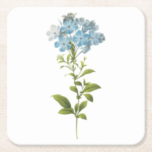 Posavasos Cuadrado De Papel wort (Plumbago caerulea) de Redouté