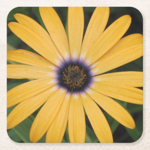 Posavasos Cuadrado De Papel Yellow Daisy Fiesta Coaster