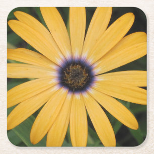 Posavasos Cuadrado De Papel Yellow Daisy Fiesta Coaster