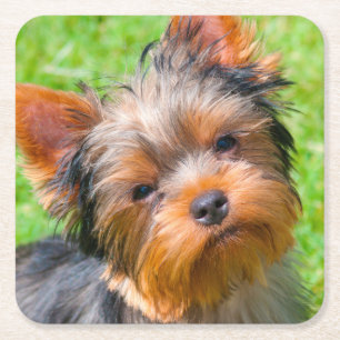 Posavasos Cuadrado De Papel Yorkshire Terrier mirando hacia arriba
