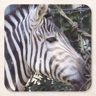 Posavasos Cuadrado De Papel Zebra