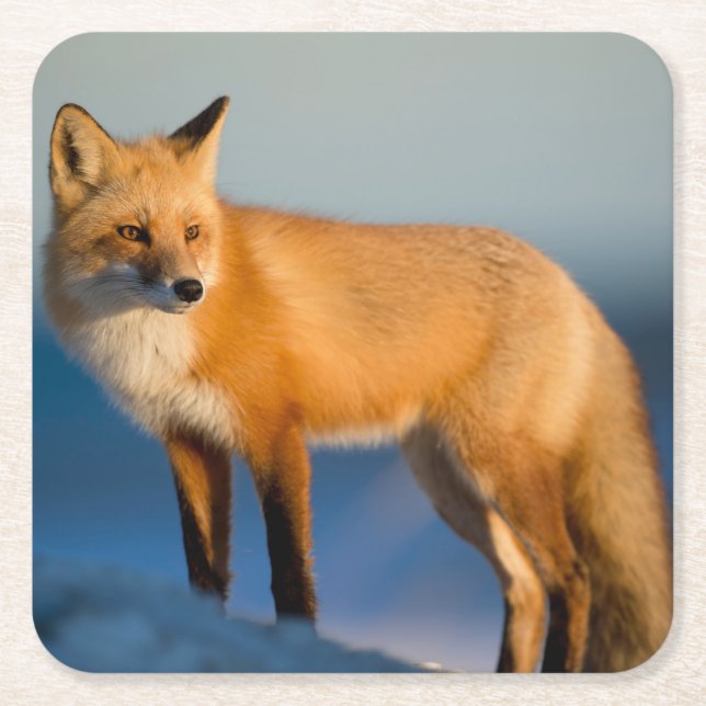 Posavasos Cuadrado De Papel Zorro marrón (Anverso)