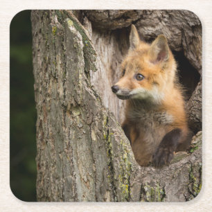 Posavasos Cuadrado De Papel Zorro Rojo Pequeño en un Hueco de Árbol
