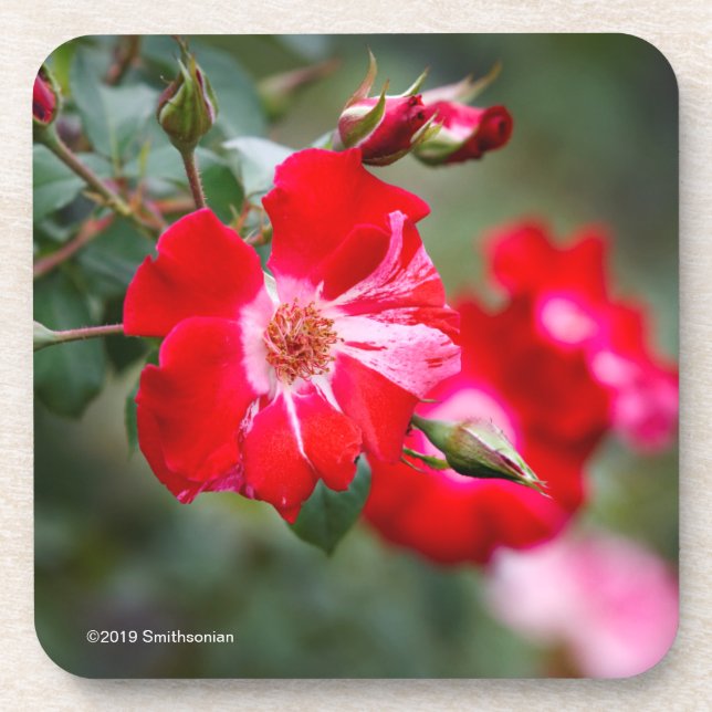 Posavasos Cuarto del arbusto de julio (Frente)