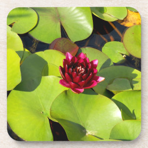 Posavasos Cubeta de plástico duro de Lily Water
