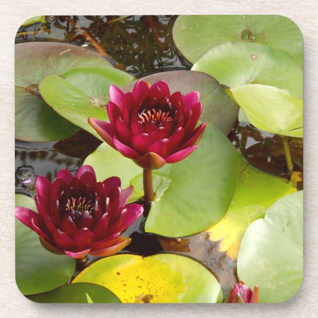 Posavasos Cubeta de plástico duro de Lily Water (Frente)