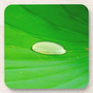 Posavasos Cubeta de plástico duro Lily Pad