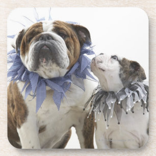 Posavasos Cuello británico del bufón del bulldog que lleva