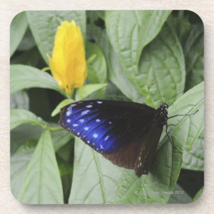 Posavasos Cuervo azul rayado (mulciber de Euploea) en la