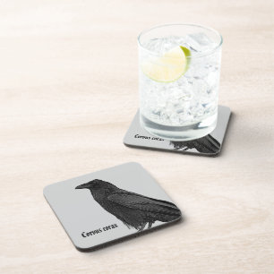 Posavasos Cuervo Negro Con Nombre Científico