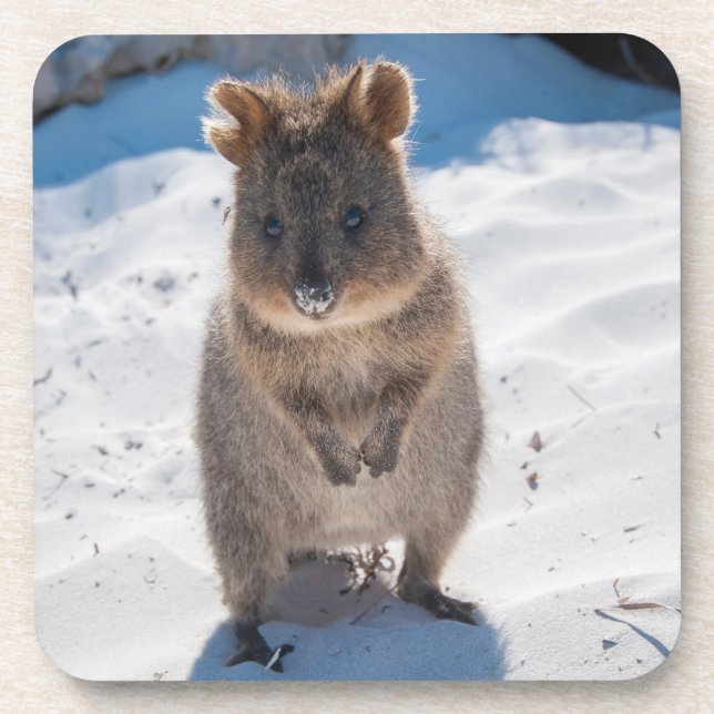 Posavasos Cuidada y feliz Quokka en la playa de Australia (Frente)