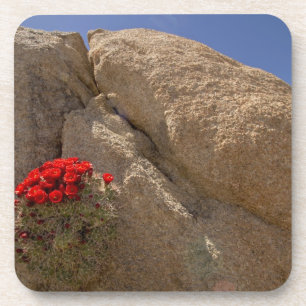 Posavasos Cupo Claret o cucactus mound de Mojave en flor