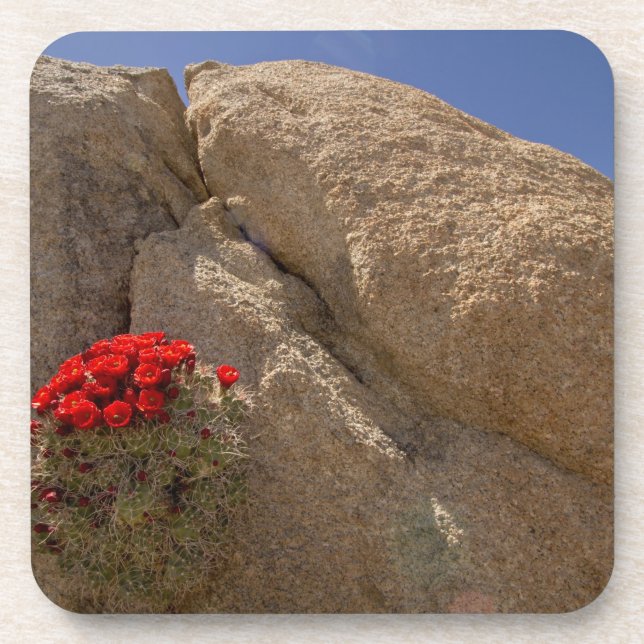 Posavasos Cupo Claret o cucactus mound de Mojave en flor (Frente)