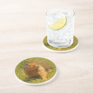 Posavasos Curiosa ardilla subterránea colombiana