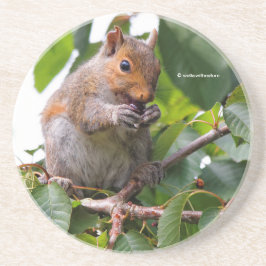 Posavasos Cute Cherry Picando la ardilla gris oriental