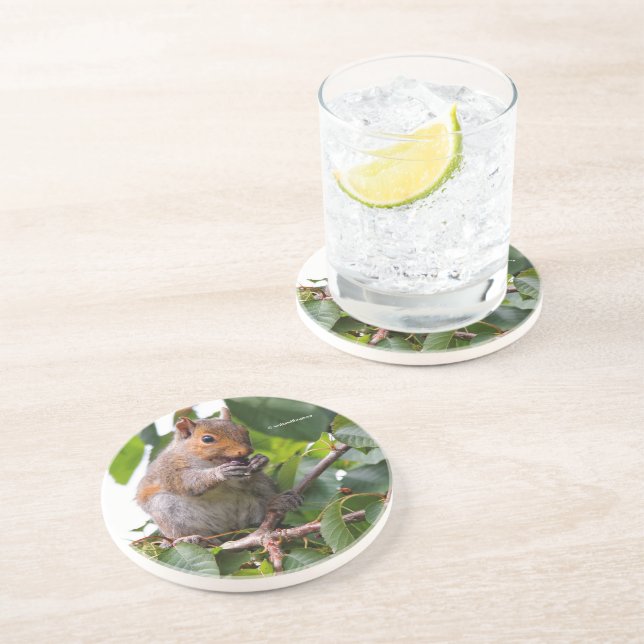 Posavasos Cute Cherry Picando la ardilla gris oriental (Lado)