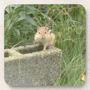 Posavasos Cute Chipmunk