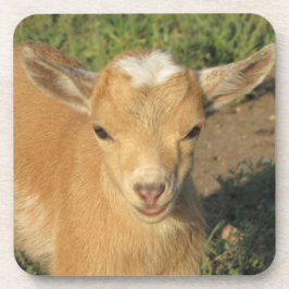 Posavasos Cute Gold Nigerian Dwarf Dairy Goat Child