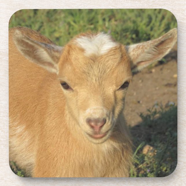 Posavasos Cute Gold Nigerian Dwarf Dairy Goat Child (Frente)