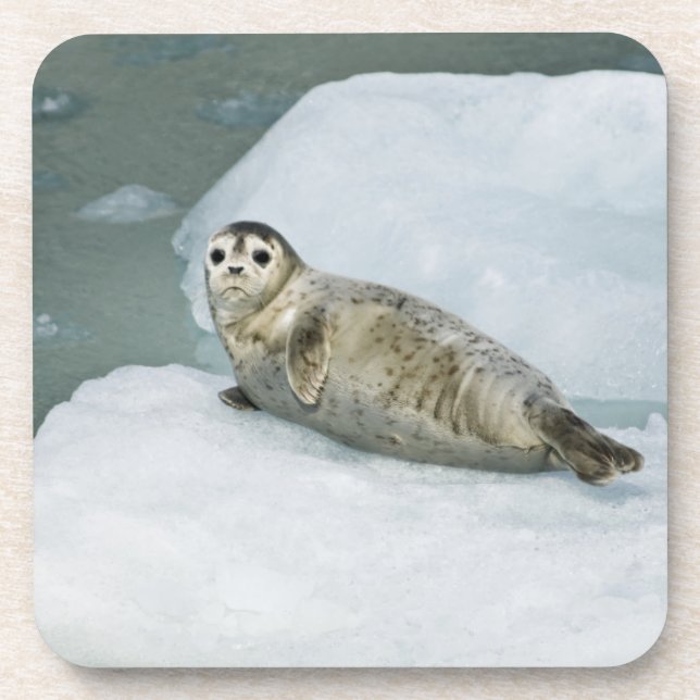 Posavasos Cute Harbor Seal on Snow (Frente)