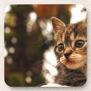 Posavasos Cute Kitten