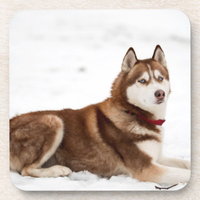 Posavasos Cute siberian Husky retrato (Frente)
