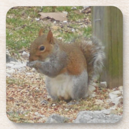 Posavasos Cute Squirrel Coaster Set.