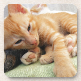 Posavasos Cute Tiger Stripe Kitten