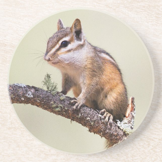 Posavasos Cute y Chubby Chipmunk (Frente)