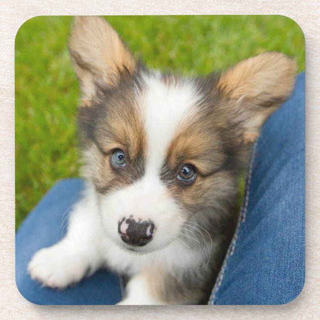 Posavasos Cutest Baby Animals | Baby Corgi in My Lap (Frente)