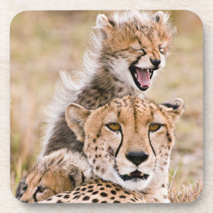 Posavasos Cutest Baby Animals   Cheetah Cat & Cub