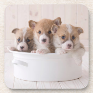 Posavasos Cutest Baby Animals   Cute Corgi Puppies in a Pot