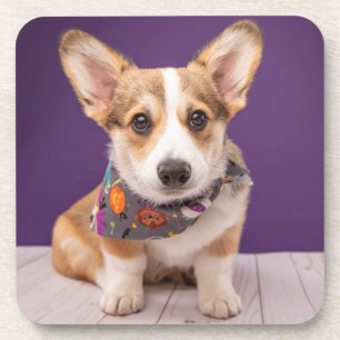 Posavasos Cutest Baby Animals   Halloween Corgi