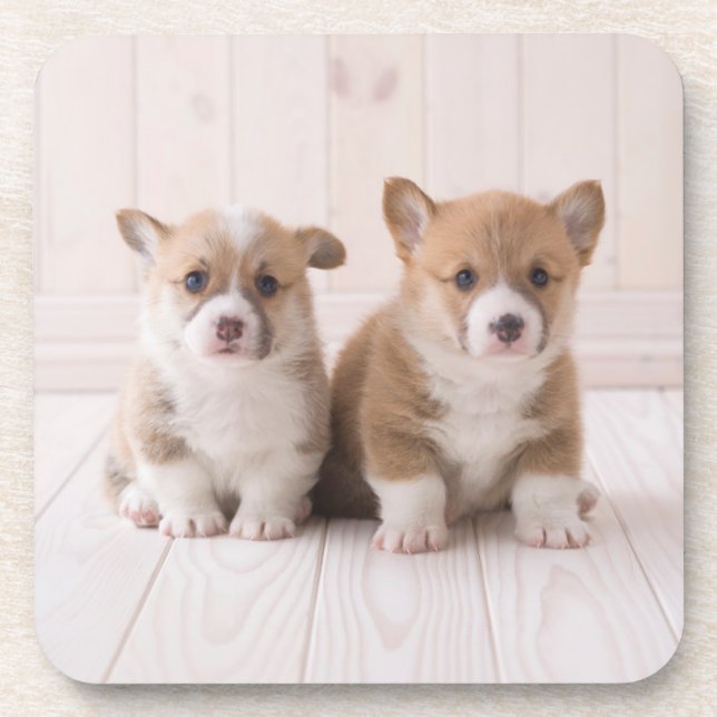 Posavasos Cutest Baby Animals | Two Baby Corgis Sitting (Frente)