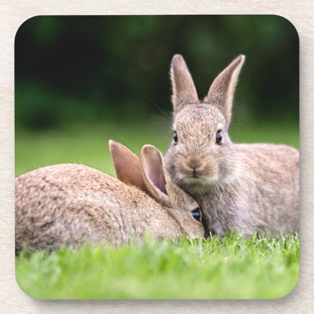 Posavasos Cutest Baby Animals | Wild Bunny Rabbits (Frente)