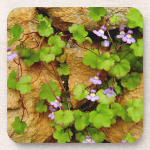 Posavasos Cymbalaria Muralis Duros Ataques Plásticos