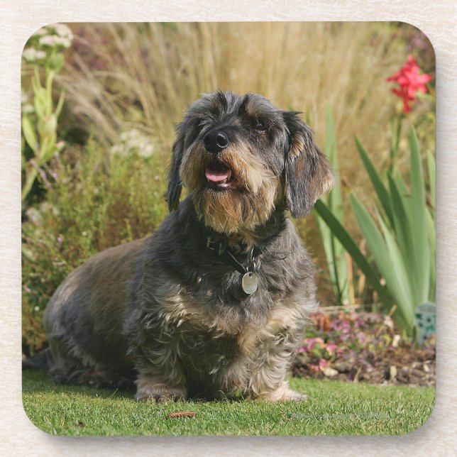 Posavasos Dachshund estándar Alambre-haired (Frente)