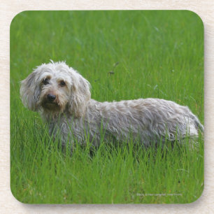 Posavasos Dachshund estándar Alambre-haired en hierba