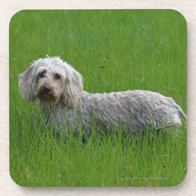 Posavasos Dachshund estándar Alambre-haired en hierba (Frente)