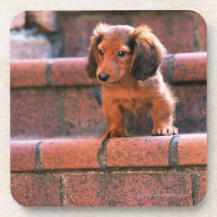 Posavasos Dachshund miniatura