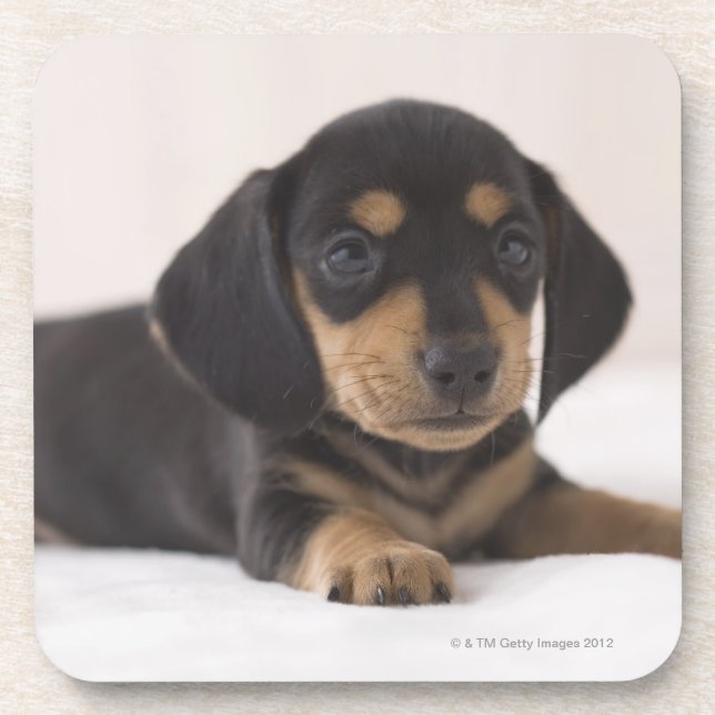 Posavasos Dachshund miniatura (Frente)