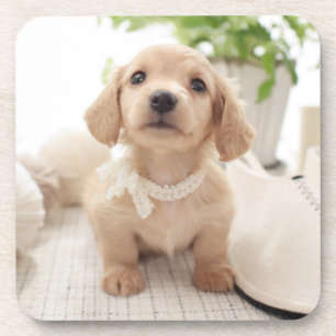 Posavasos Dachshund miniatura