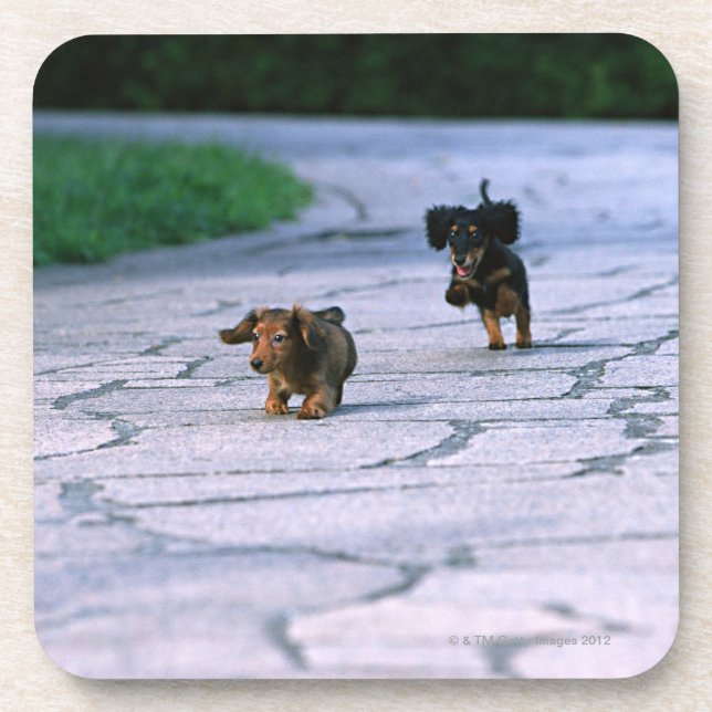 Posavasos Dachshund miniatura 3 (Frente)