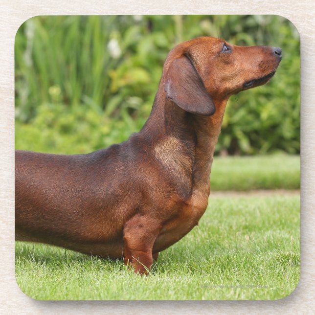 Posavasos Dachshund miniatura Liso-haired (Frente)