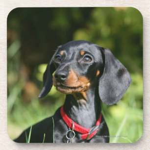 Posavasos Dachshund miniatura Liso-haired 3
