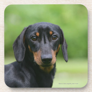 Posavasos Dachshund negro y del moreno 1 de Miniture