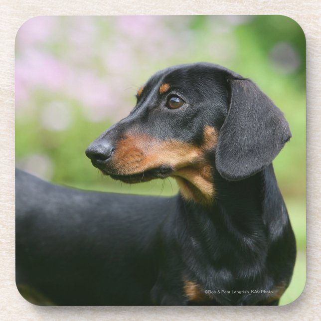Posavasos Dachshund negro y del moreno 2 de Miniture (Frente)